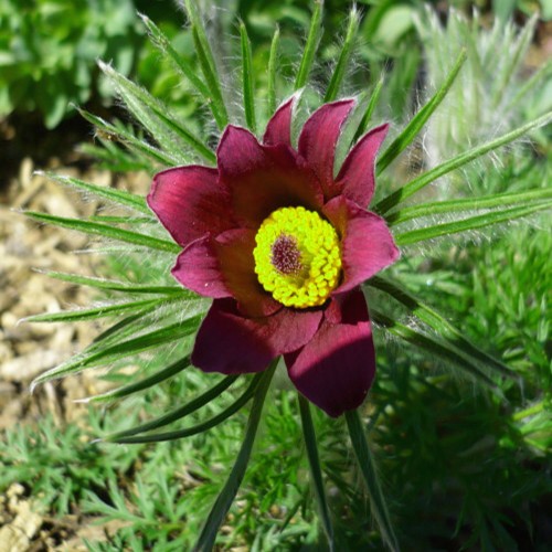 Pulsatilla vulgaris 'Pulsar Red Shades' - Harilik karukell 'Pulsar Red Shades'